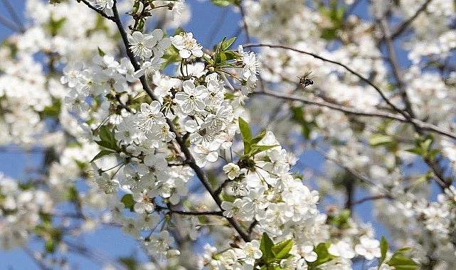 İlk cemre düştü